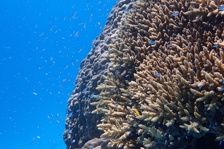 溝口直己が撮る魚