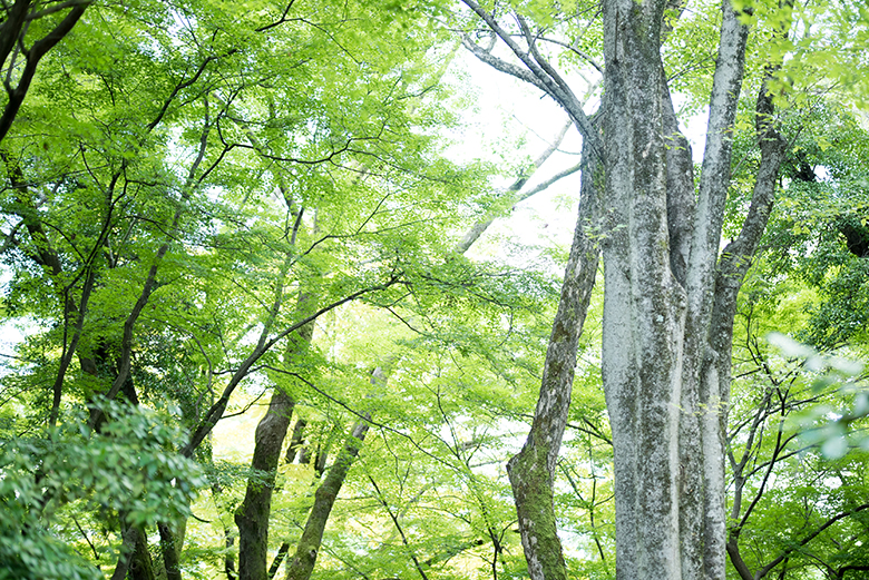 京都の森の木々