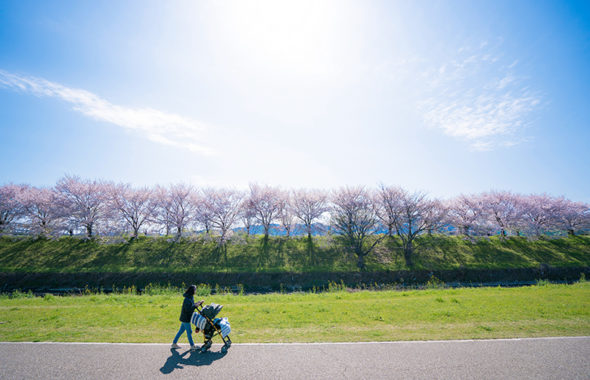 桂川の中州の桜