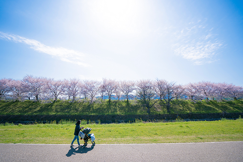 桂川の中州の桜