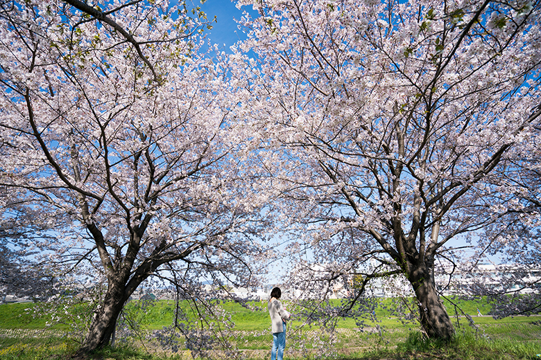 桜満開の下で家族写真撮影