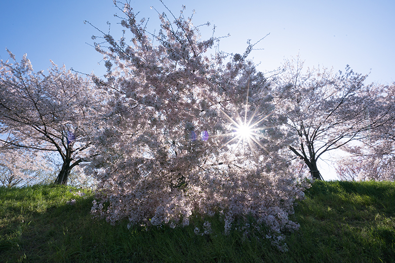 桂川のど根性桜