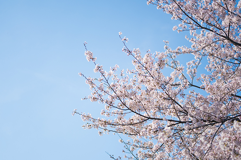 青空と桜