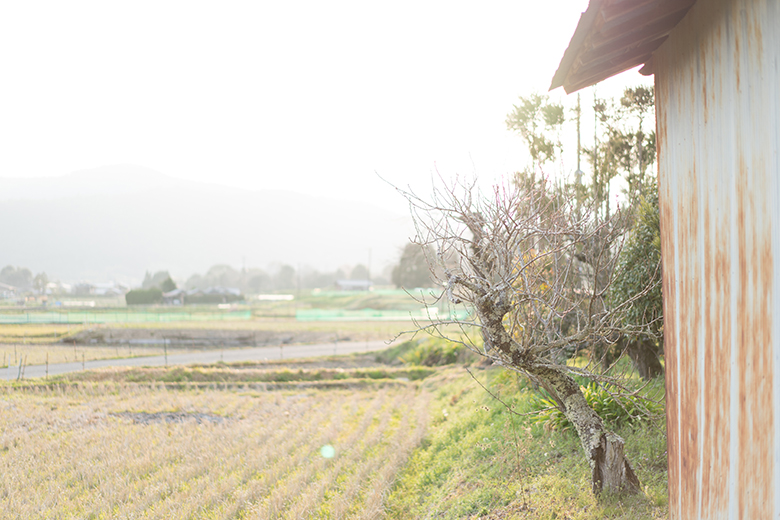 京都の嵯峨野の畑