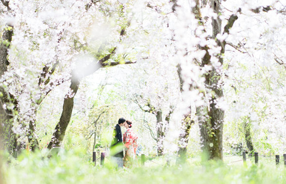 桜の下で和装の前撮り