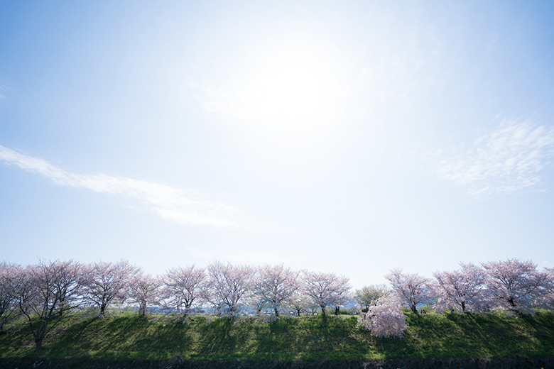 桜の時期到来